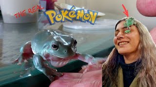 Got the'Real Life POKEMON!' Finally! | Study WILDLIFE at HOME EASY | Wildly Indian by Wildly Indian 13,593 views 2 months ago 13 minutes, 2 seconds