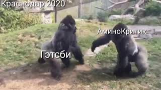 Aminocritic vs Gatsby leak of fight Aminocritic vs Gatsby leak of fight