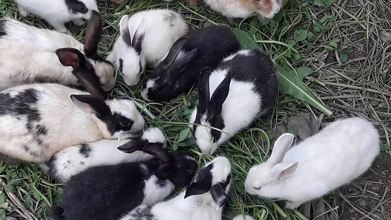 Rabbit Farming In Pakistan Rabbit Eatting Food After Rain - YouTube