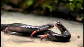 Pheromone Communication in Amphibians and Reptiles: Supplemental Video 1