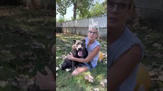 Meet Nova A Terrier American Pit Bull Currently Available For Adoption 8272021 125631 Am