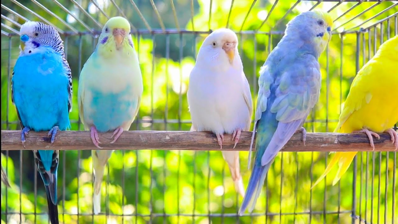 The Sound of Happy Budgies