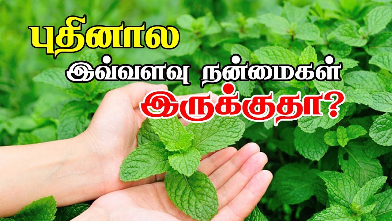 Health Benefits Of Mint Pudina Health Tamil health-benefits-of-mint-pudina-health-tamil