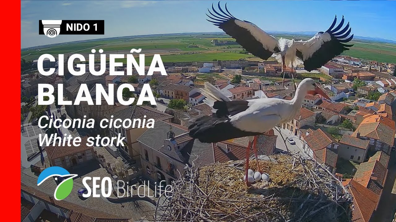 EN DIRECTO 🔴 Madrigal de las Altas Torres  - Nido de cigüeña nº 1