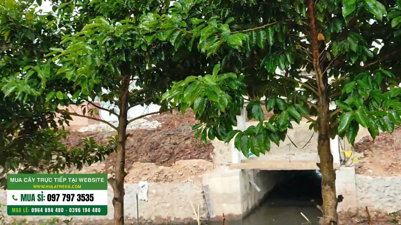 Bán cây CHAY RUỘT ĐỎ đã đánh đảo đảm bảo - youtube