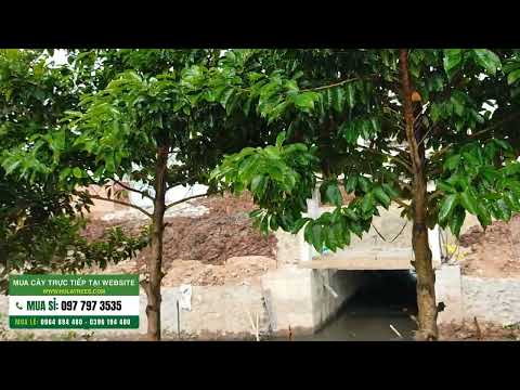 Video Bán cây CHAY RUỘT ĐỎ đã đánh đảo đảm bảo - youtube