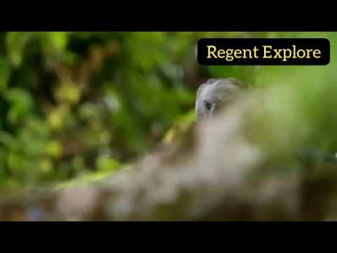 the eagle preys on the monkey || Elang memangsa monyet
