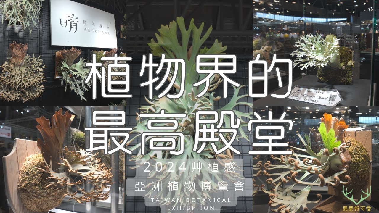 鹿角蕨愛好者的天堂！帶你探索2024艸植感亞洲植物博覽會