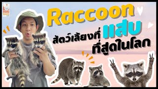 Raccoon สัตว์เลี้ยงที่ใครๆก็ว่าแสบที่สุดในโลก Minizoo cafe EP.11