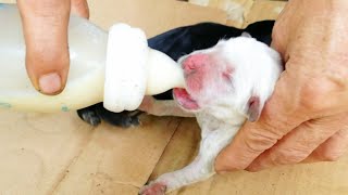 Poor old dog owner has no milk to feed his baby, fed with milk#animals #dog #babydogs#poorpuppey