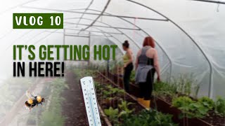 Green Thumbs and Fluttering Wings: A Homesteading Hustle in the Heat - Vlog 10