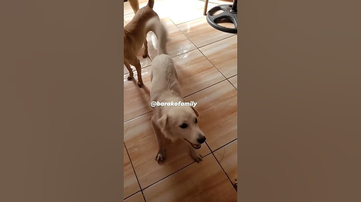 mom's barking too🤩 #barakofamily