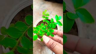 #curry leaves #curryi patta #viral video #viral shots #nature #tree #nature #vastu  #astrology #🌿🌿🌿🌿