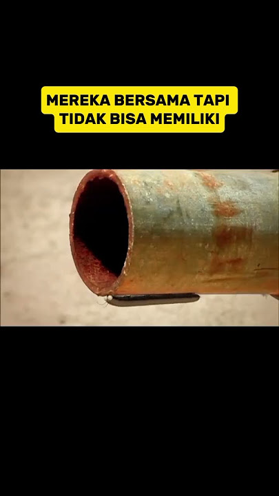 BERPISAH SEBELUM MEMBANGUN TEMPAT TINGGAL #alurceritafilm #film