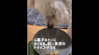 夜中にドッグフード食べるトイプードル　K9 サーモン　#shorts #short