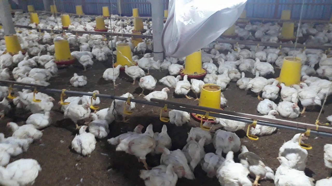 Peternakan Ayam Broiler 