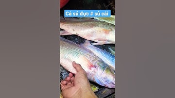Cách Phân Biệt Cá sủ đực và cá sủ cái #shorts #tung66tv #sănbắtđồngtháp