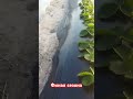 #2024 #farming #strawberryfarming #food #garden #strawberrycultivation #strawberryfarm #ukraine