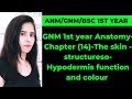 Hypodermis function and colour and gland information in Hindi 💢
