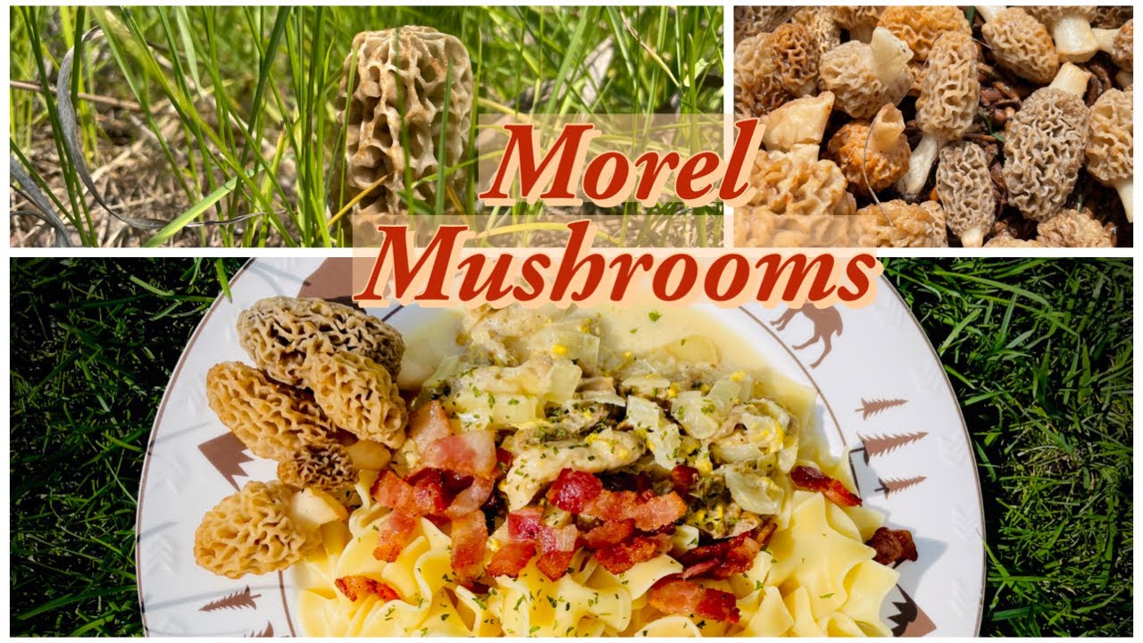 We identify and collect some delicious MOREL MUSHROOMS