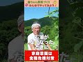 家庭菜園で食糧自給率をアップ!【おうちで元気な無農薬野菜を育てよう】 #shorts