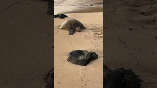 Turtle time