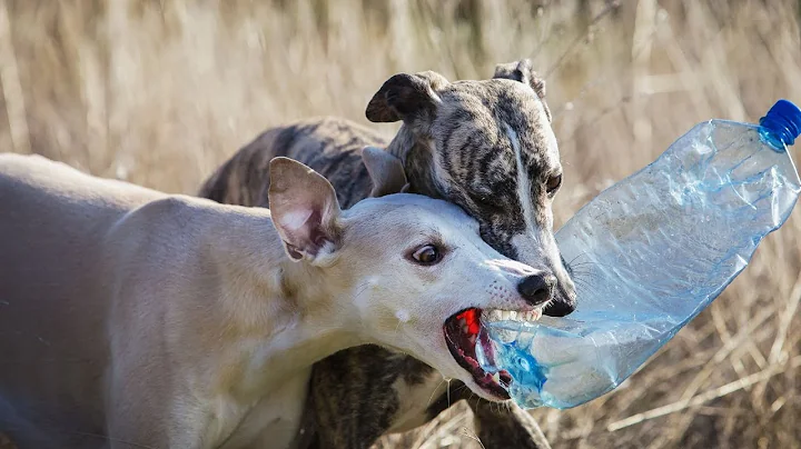 How To House Train Your Whippet Puppy Quickly and Easily