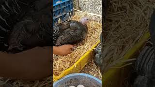 لحظات رائعة وضع البيض لدجاجة بلدي 🐓 وإناث الديك الرومي 🦃 ،