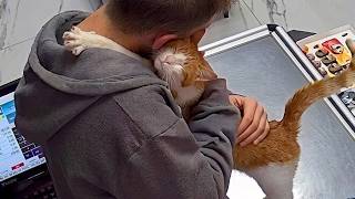 These Cats Love Easily Take Over Your Heart 🥰 Cute Cats and Humans