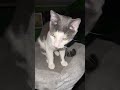 Meet Weebles! #haveitoldyoulatelythatiloveyou #catvideos #catlovers m