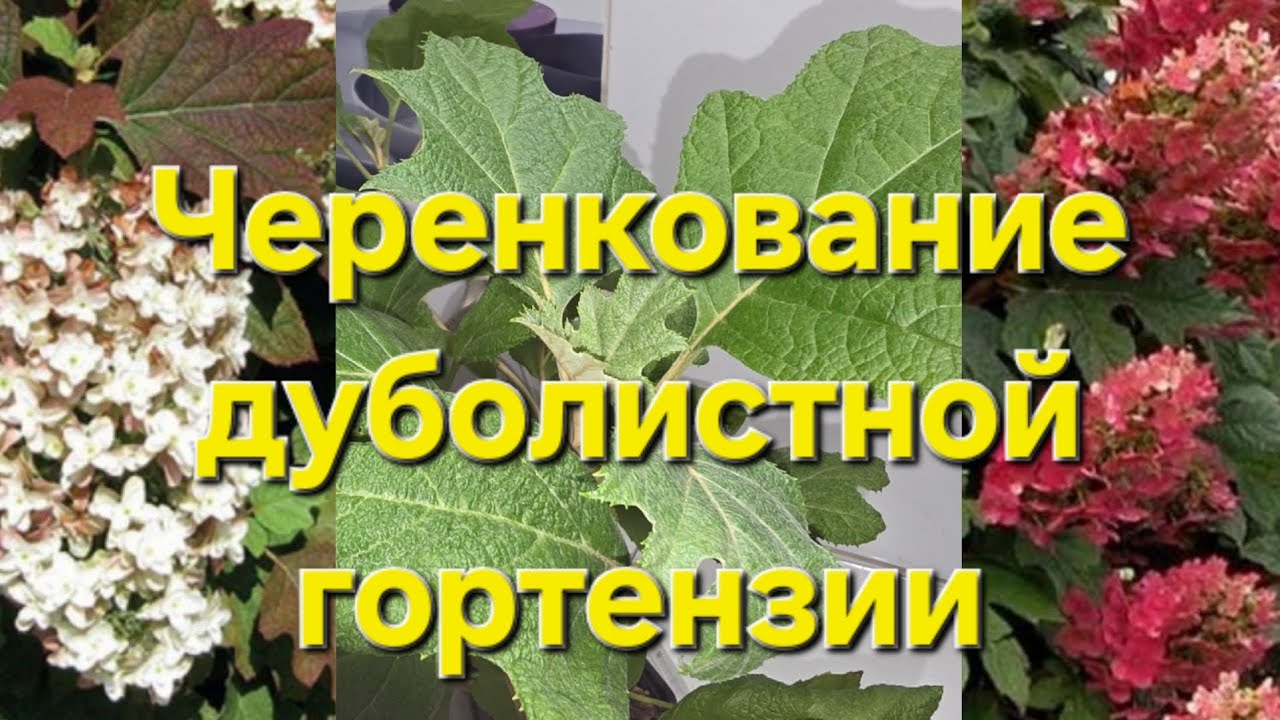 Черенкую  дуболистную гортензию Часть1.