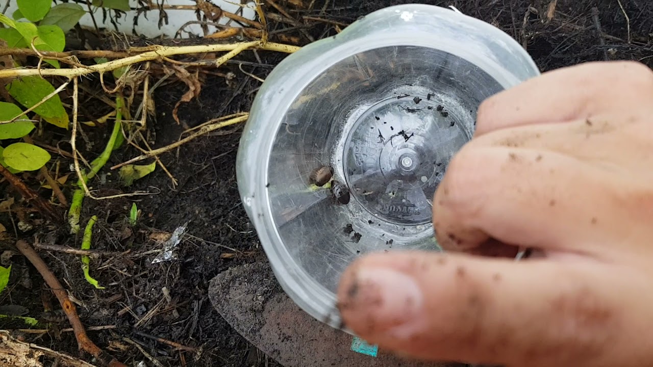 Tự bắt Gián Đất cho CHÒE THAN ăn để căng lửa nhanh chóng