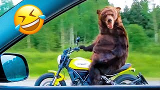 Funny Animal Videos 2023 😇 - Funniest Dogs and Cats Videos 🥰 #3 by Funny Animals World 638,118 views 11 months ago 17 minutes