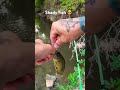 When it’s hot, find the shade and the fish! #pondfishing #creekfishing #bluegill #bankfishing