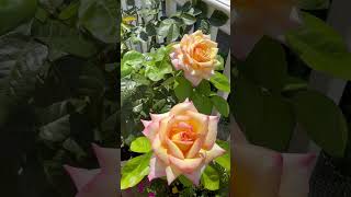 2025/07/24 Rose Peace keeps on blooming. 月季和平勤花，抗病性很不錯。 #rose #rosepeace #roseflower #月季 #月季和平 #玫瑰