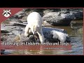 Fütterung der Eisbären Tonja und Hertha