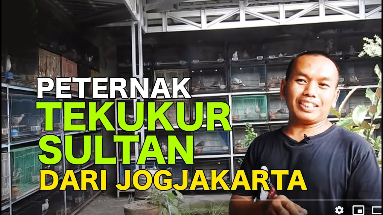 DARI BURUNG KEBON  JADI BURUNG SULTAN - PETERNAK INSPIRATIF DARI JOGJAKARTA