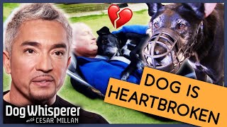 Dog's Worrying Behavior Fuelled By Tragic Loss Of Owner  | Full Episode | S9 Ep 2 | Dog Whisperer