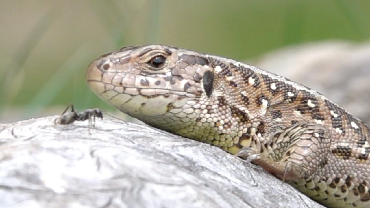 hornets font Sand lizard, Zauneidechse (Lacerta agilis), Black Forest, Germany
