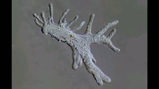 OTHER SPECIES OF AMOEBA = 1. Amoeba proteus