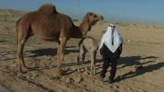 Camel whisperer teaches Bedouin new tricks screenshot 5