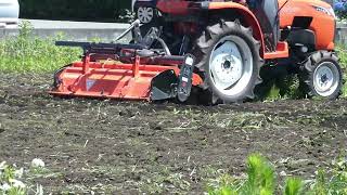White-cheeked Starlings Take Advantage of Ploughing Tractor to Catch Soil Bugs at the Crop Field by sigma1920HD 3 views 5 days ago 56 seconds