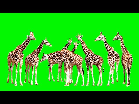GreenScreen Animals |giraffe! green screen video | #GreenScreen_Animals