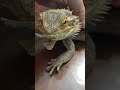 PEELING BEARDED DRAGON EXTRA CRUNCHY MOUTH AND EAR SHED!! #shorts