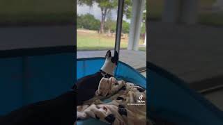 I Love Looking Out Grandma U0026 Grandpas Window Cause Its So Big  Mickey  twohappybostons