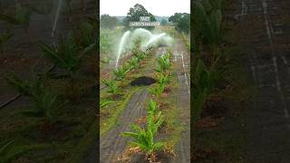 Yuzuak Jet 35T Rain Gun Irrigation Sprinklers For Agriculture