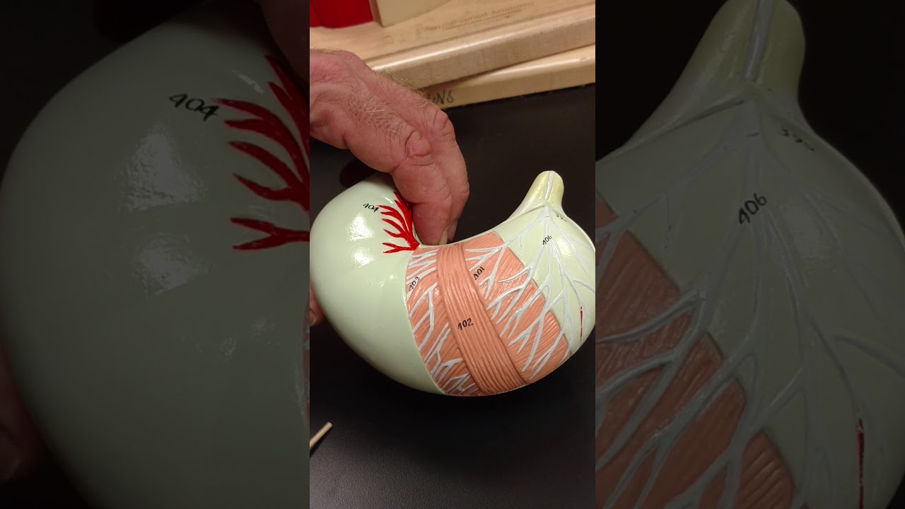 video editing software free Stomach and Pancreas