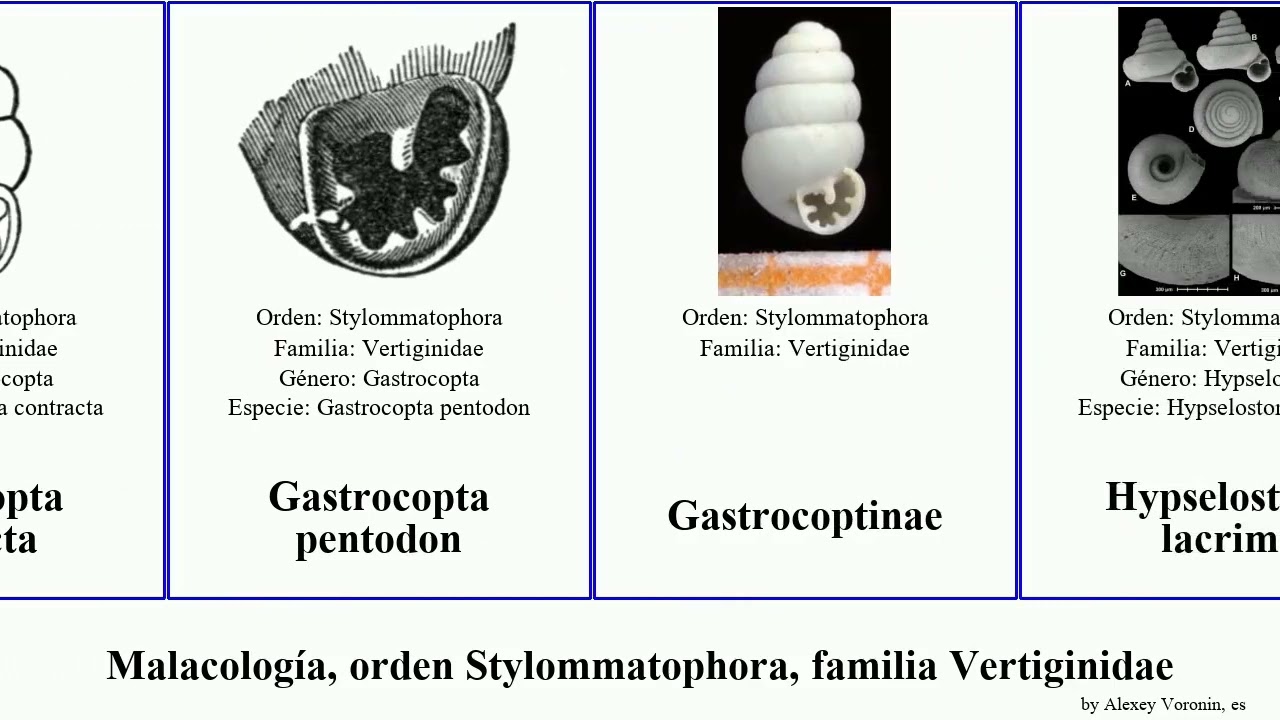 Malacología, orden Stylommatophora, familia Vertiginidae mollusca Gastrocopta Bensonella General