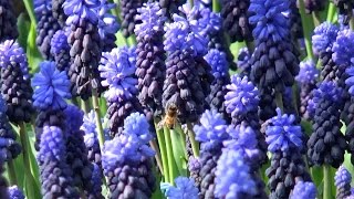 Muscari Latifolium - Farmergracy.co.uk