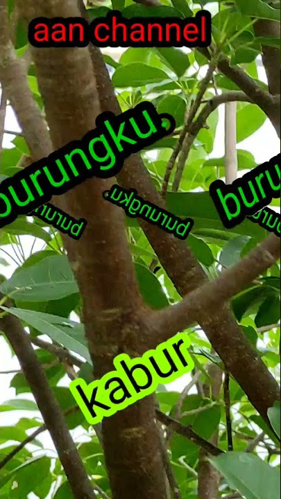 burungku kabur digroyak orang
